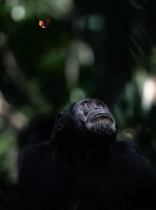 Kibale Forest National Park