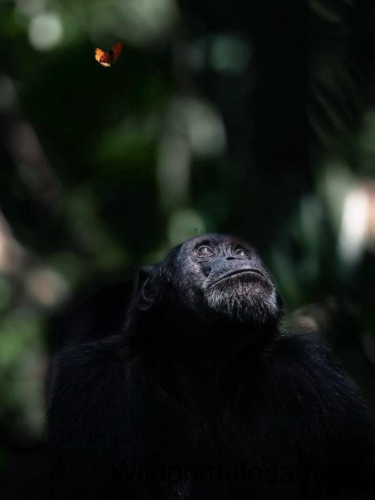 Kibale Forest National Park