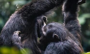 7 Day Rwanda Luxury Safari