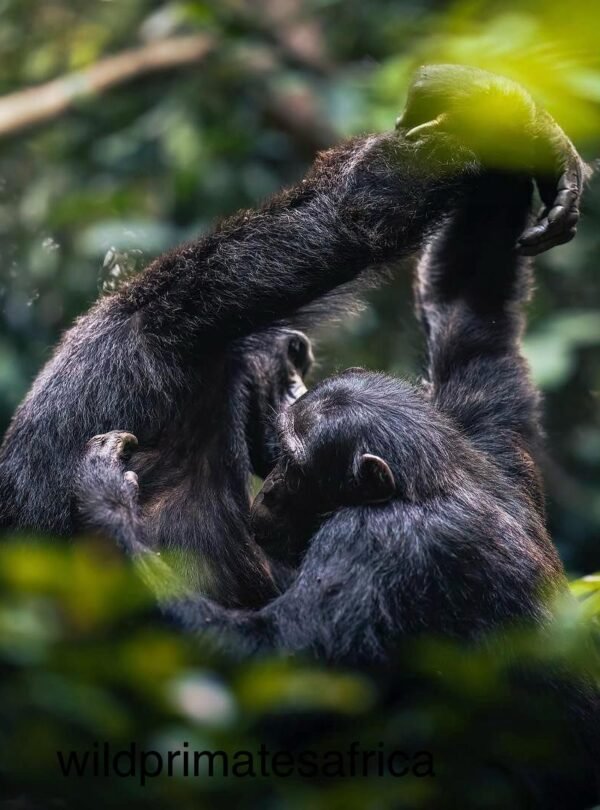 7 Day Rwanda Luxury Safari