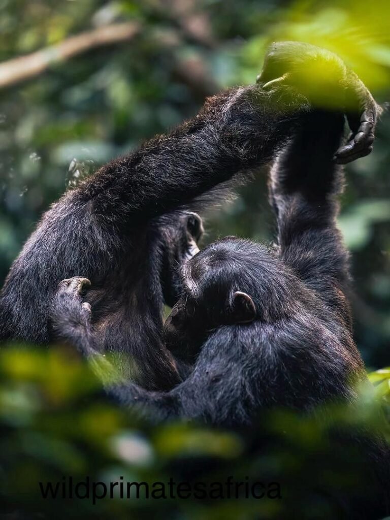 7 Day Rwanda Luxury Safari