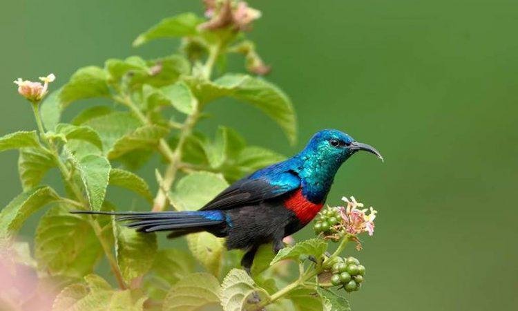 Birding in Semuliki National Park