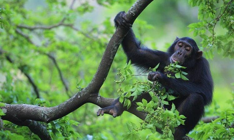 Budongo Forest Chimpanzee Trekking
