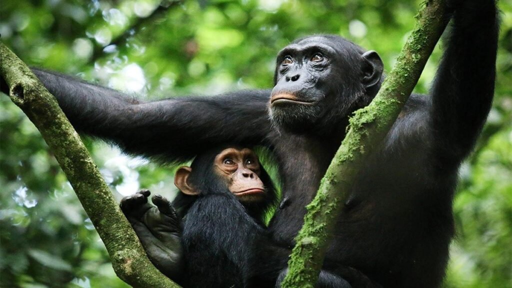 Chimpanzee Habituation in Kibale Forest National Park