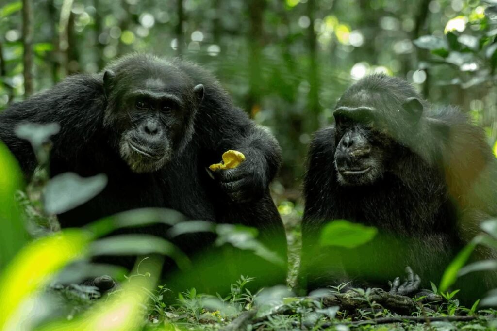 Chimpanzee trekking in Kibale National Park