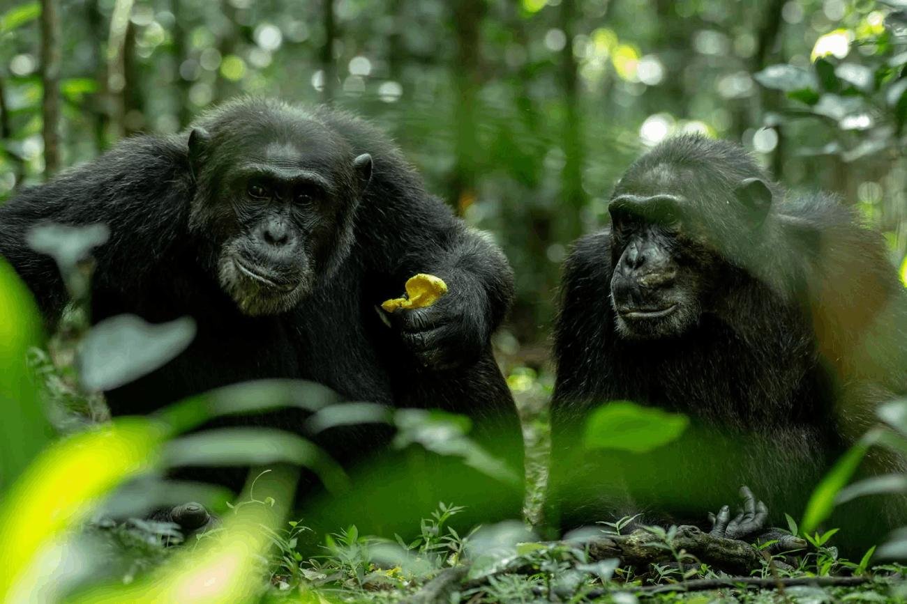 Chimpanzee trekking in Kibale National Park