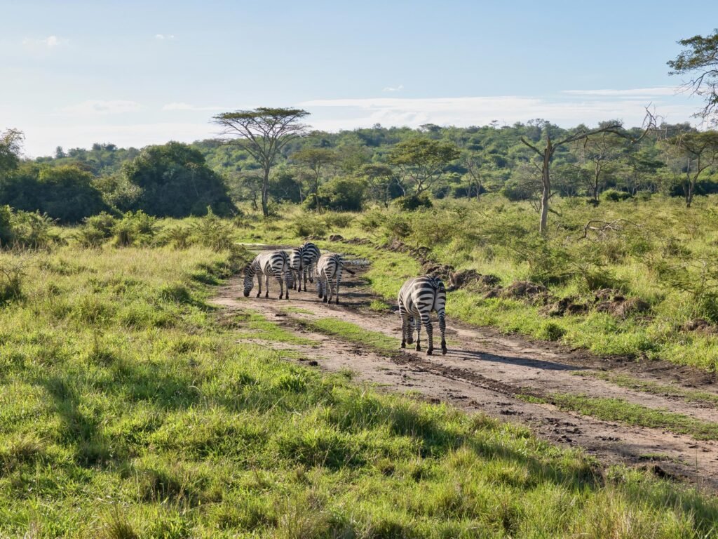 Game Drive area in Lake Mburo National Park