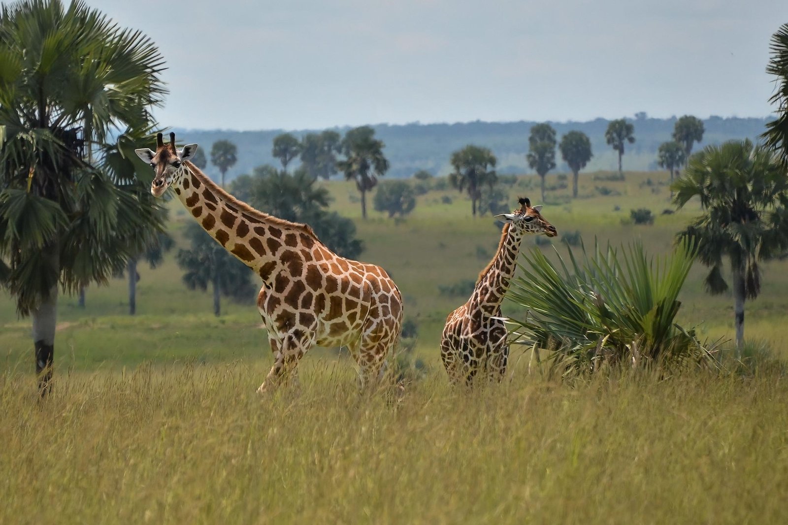 Game Drive in Murchison Falls National Park