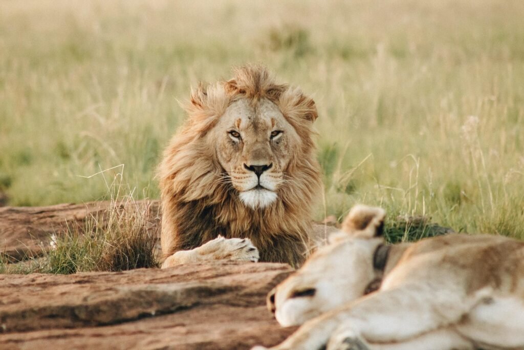 Game drives in Kidepo Valley National Park