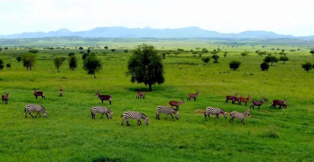 Kidepo Valley National Park