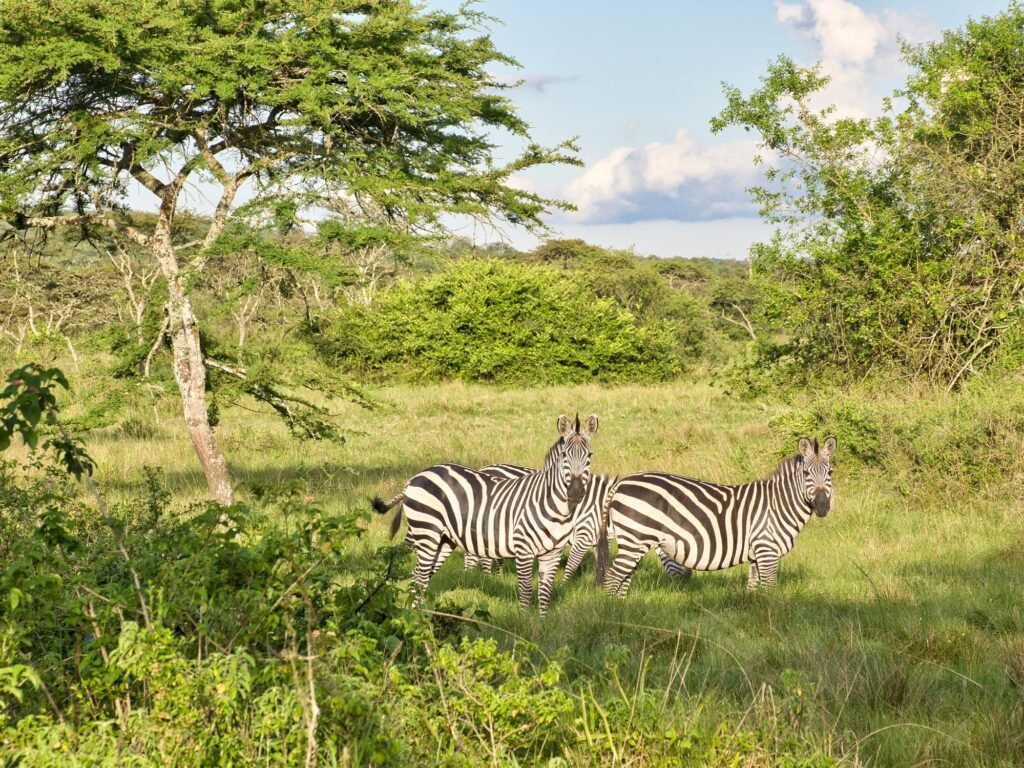 Lake Mburo National Park safari