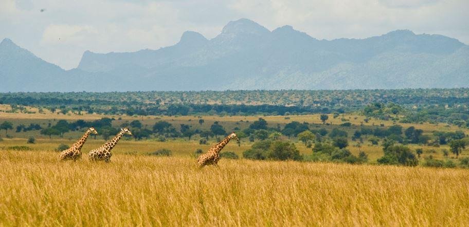 Nalusi Valley in Kidepo National Park